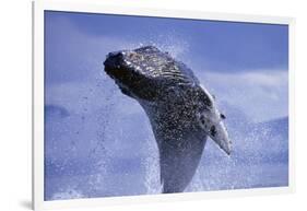 Young Humpback Whale Breaching in Frederick Sound-Paul Souders-Framed Photographic Print