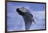 Young Humpback Whale Breaching in Frederick Sound-Paul Souders-Framed Photographic Print