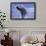 Young Humpback Whale Breaching in Frederick Sound-Paul Souders-Framed Photographic Print displayed on a wall