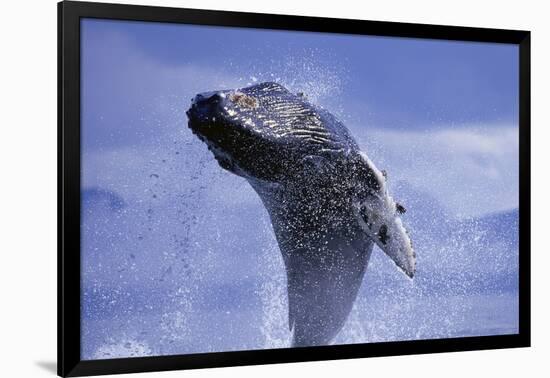 Young Humpback Whale Breaching in Frederick Sound-Paul Souders-Framed Photographic Print