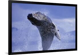 Young Humpback Whale Breaching in Frederick Sound-Paul Souders-Framed Photographic Print