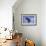 Young Humpback Whale Breaching in Frederick Sound-Paul Souders-Framed Photographic Print displayed on a wall