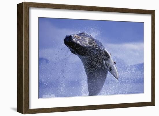 Young Humpback Whale Breaching in Frederick Sound-Paul Souders-Framed Photographic Print