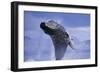 Young Humpback Whale Breaching in Frederick Sound-Paul Souders-Framed Photographic Print