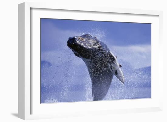 Young Humpback Whale Breaching in Frederick Sound-Paul Souders-Framed Photographic Print