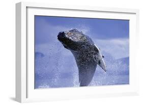 Young Humpback Whale Breaching in Frederick Sound-Paul Souders-Framed Photographic Print