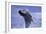 Young Humpback Whale Breaching in Frederick Sound-Paul Souders-Framed Photographic Print