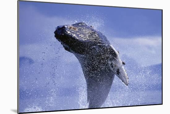 Young Humpback Whale Breaching in Frederick Sound-Paul Souders-Mounted Photographic Print