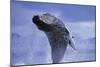 Young Humpback Whale Breaching in Frederick Sound-Paul Souders-Mounted Photographic Print
