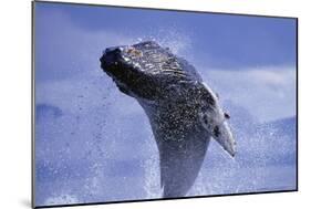 Young Humpback Whale Breaching in Frederick Sound-Paul Souders-Mounted Photographic Print