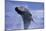 Young Humpback Whale Breaching in Frederick Sound-Paul Souders-Mounted Photographic Print