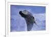 Young Humpback Whale Breaching in Frederick Sound-Paul Souders-Framed Photographic Print