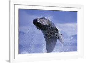 Young Humpback Whale Breaching in Frederick Sound-Paul Souders-Framed Photographic Print