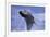 Young Humpback Whale Breaching in Frederick Sound-Paul Souders-Framed Photographic Print