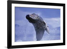 Young Humpback Whale Breaching in Frederick Sound-Paul Souders-Framed Photographic Print