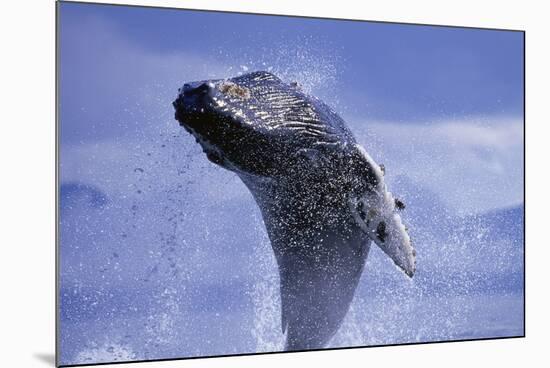 Young Humpback Whale Breaching in Frederick Sound-Paul Souders-Mounted Photographic Print