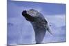 Young Humpback Whale Breaching in Frederick Sound-Paul Souders-Mounted Photographic Print