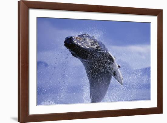 Young Humpback Whale Breaching in Frederick Sound-Paul Souders-Framed Photographic Print