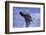 Young Humpback Whale Breaching in Frederick Sound-Paul Souders-Framed Photographic Print