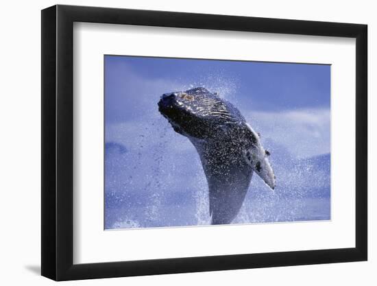 Young Humpback Whale Breaching in Frederick Sound-Paul Souders-Framed Photographic Print