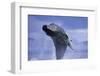 Young Humpback Whale Breaching in Frederick Sound-Paul Souders-Framed Photographic Print