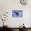 Young Humpback Whale Breaching in Frederick Sound-Paul Souders-Photographic Print displayed on a wall