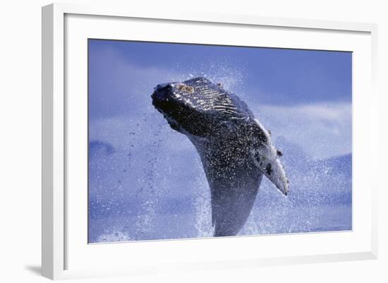 Young Humpback Whale Breaching in Frederick Sound-Paul Souders-Framed Photographic Print