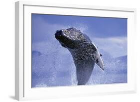 Young Humpback Whale Breaching in Frederick Sound-Paul Souders-Framed Photographic Print