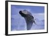 Young Humpback Whale Breaching in Frederick Sound-Paul Souders-Framed Photographic Print