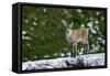 Young Ibex (Capra Ibex) Standing on Rock, Triglav National Park, Julian Alps, Slovenia, July 2009-Zupanc-Framed Stretched Canvas