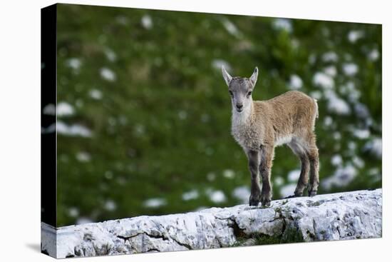 Young Ibex (Capra Ibex) Standing on Rock, Triglav National Park, Julian Alps, Slovenia, July 2009-Zupanc-Stretched Canvas