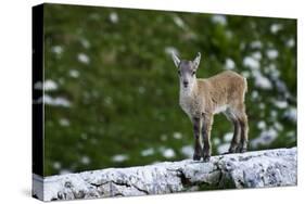 Young Ibex (Capra Ibex) Standing on Rock, Triglav National Park, Julian Alps, Slovenia, July 2009-Zupanc-Stretched Canvas