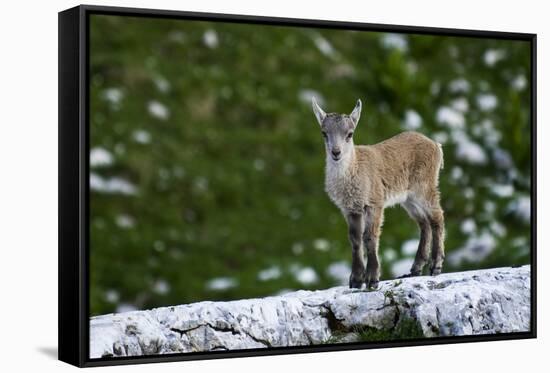 Young Ibex (Capra Ibex) Standing on Rock, Triglav National Park, Julian Alps, Slovenia, July 2009-Zupanc-Framed Stretched Canvas