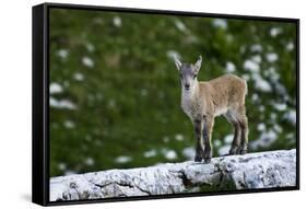 Young Ibex (Capra Ibex) Standing on Rock, Triglav National Park, Julian Alps, Slovenia, July 2009-Zupanc-Framed Stretched Canvas