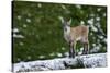 Young Ibex (Capra Ibex) Standing on Rock, Triglav National Park, Julian Alps, Slovenia, July 2009-Zupanc-Stretched Canvas