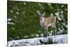 Young Ibex (Capra Ibex) Standing on Rock, Triglav National Park, Julian Alps, Slovenia, July 2009-Zupanc-Stretched Canvas