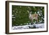 Young Ibex (Capra Ibex) Standing on Rock, Triglav National Park, Julian Alps, Slovenia, July 2009-Zupanc-Framed Photographic Print