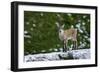 Young Ibex (Capra Ibex) Standing on Rock, Triglav National Park, Julian Alps, Slovenia, July 2009-Zupanc-Framed Photographic Print