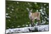 Young Ibex (Capra Ibex) Standing on Rock, Triglav National Park, Julian Alps, Slovenia, July 2009-Zupanc-Mounted Photographic Print