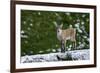 Young Ibex (Capra Ibex) Standing on Rock, Triglav National Park, Julian Alps, Slovenia, July 2009-Zupanc-Framed Photographic Print