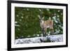 Young Ibex (Capra Ibex) Standing on Rock, Triglav National Park, Julian Alps, Slovenia, July 2009-Zupanc-Framed Photographic Print