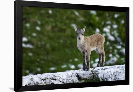 Young Ibex (Capra Ibex) Standing on Rock, Triglav National Park, Julian Alps, Slovenia, July 2009-Zupanc-Framed Photographic Print