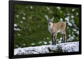 Young Ibex (Capra Ibex) Standing on Rock, Triglav National Park, Julian Alps, Slovenia, July 2009-Zupanc-Framed Photographic Print