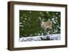 Young Ibex (Capra Ibex) Standing on Rock, Triglav National Park, Julian Alps, Slovenia, July 2009-Zupanc-Framed Photographic Print