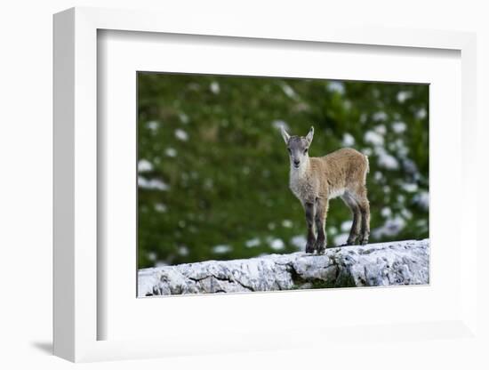 Young Ibex (Capra Ibex) Standing on Rock, Triglav National Park, Julian Alps, Slovenia, July 2009-Zupanc-Framed Photographic Print