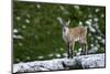 Young Ibex (Capra Ibex) Standing on Rock, Triglav National Park, Julian Alps, Slovenia, July 2009-Zupanc-Mounted Photographic Print