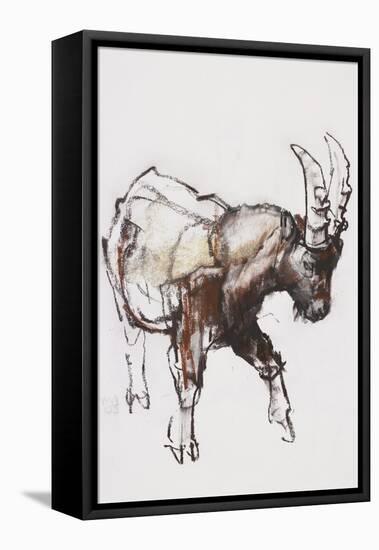 Young Ibex, Gran Paradiso, 2005-Mark Adlington-Framed Stretched Canvas