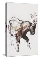 Young Ibex, Gran Paradiso, 2005-Mark Adlington-Stretched Canvas