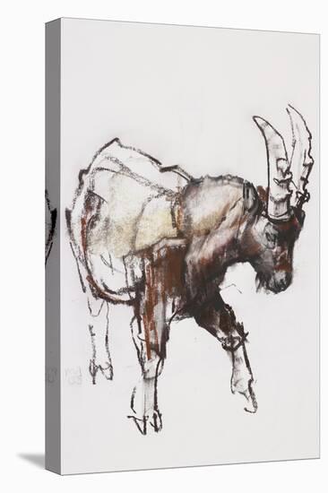 Young Ibex, Gran Paradiso, 2005-Mark Adlington-Stretched Canvas