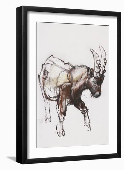 Young Ibex, Gran Paradiso, 2005-Mark Adlington-Framed Giclee Print